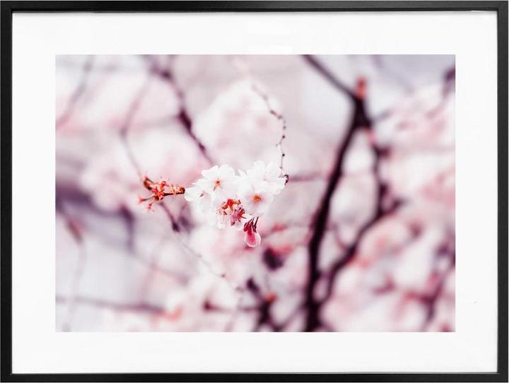 Produktbild Trenddeko Kirschblüte 02 (80 x 60 cm)