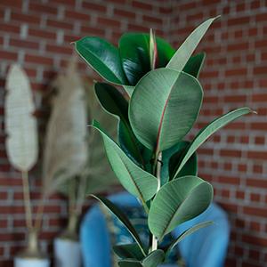 Produktbild Flowerbox Gummibaum - Ficus elastica "Robusta" (90 cm)
