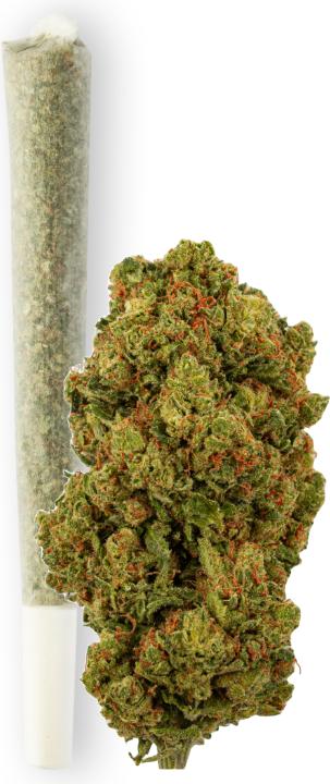 Immagine prodotto Green Passion Amnesia Haze CBD Pre-Rolls (1 g, Interno)