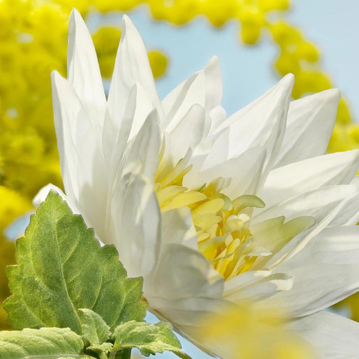 Immagine prodotto Cacharel Eden (Eau de parfum, 30 ml)