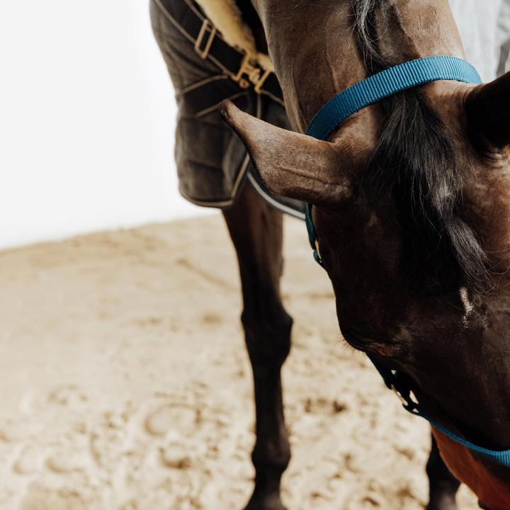 Produktbild Fouganza Halfter Schooling blau