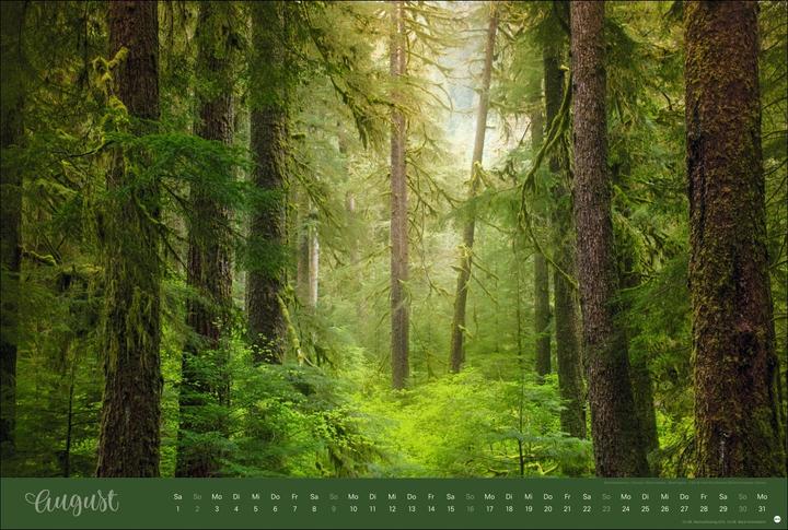 Actual product image Zauberwälder Edition Kalender 2026 (58 x 39 cm)