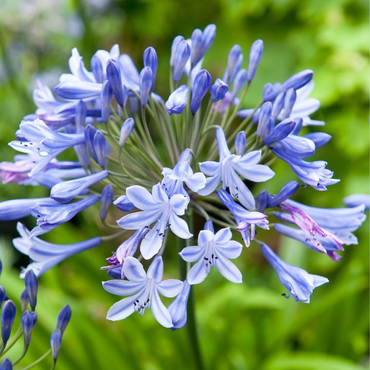 Produktbild Plant in a Box Agapanthus - 6er Set (10 cm)