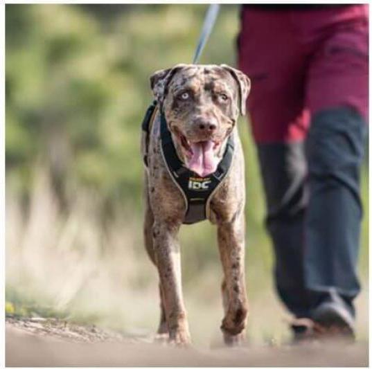 Actual product image Julius-K9 IDC Longwalk - black-grey S (S, Dog, General)