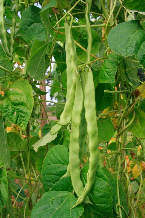 Image du produit Living Seeds Haricot vert, Helda