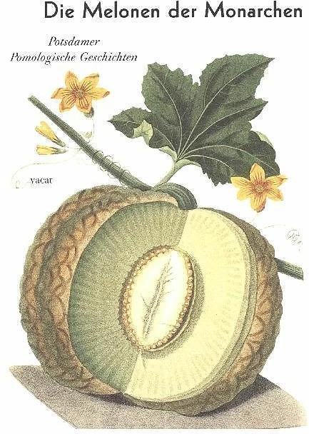 Produktbild Die Melonen der Monarchen (Deutsch, Clemens Alexander Wimmer, Gerd Schurig, Marina Heilmeyer, 2003)
