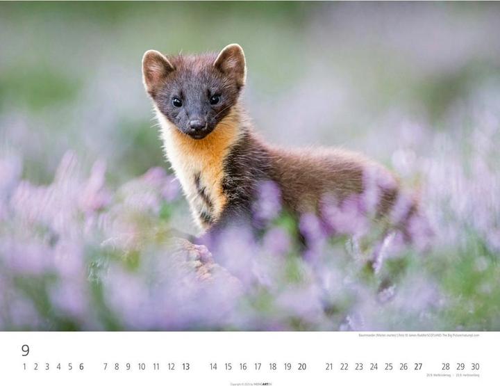 Actual product image Heimische Wildtiere Kalender 2026 (44 x 34 cm)