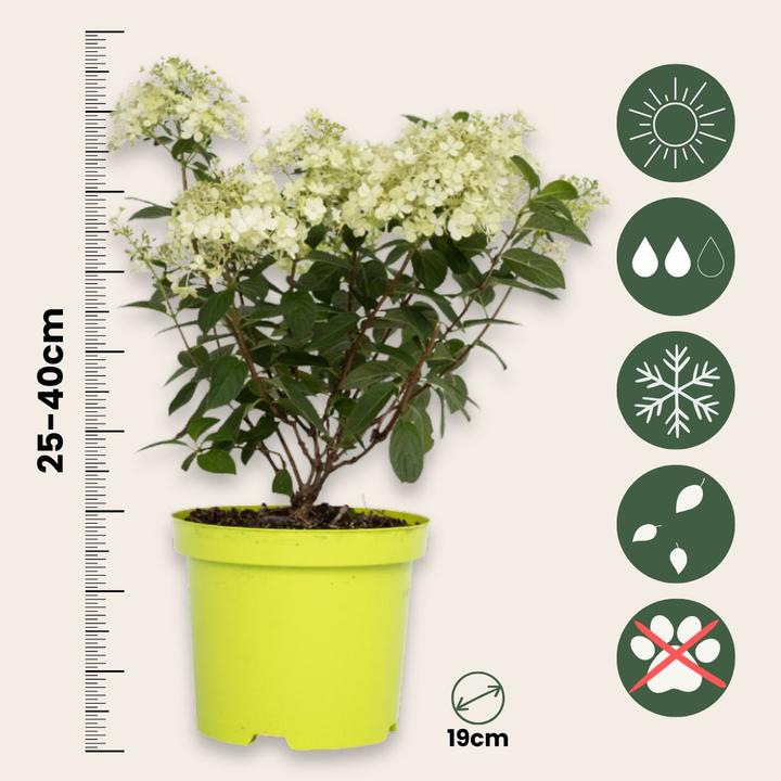 Actual product image Plant in a Box Hydrangea paniculata "Bobo" - Hydrangea set of 2 (25 cm)