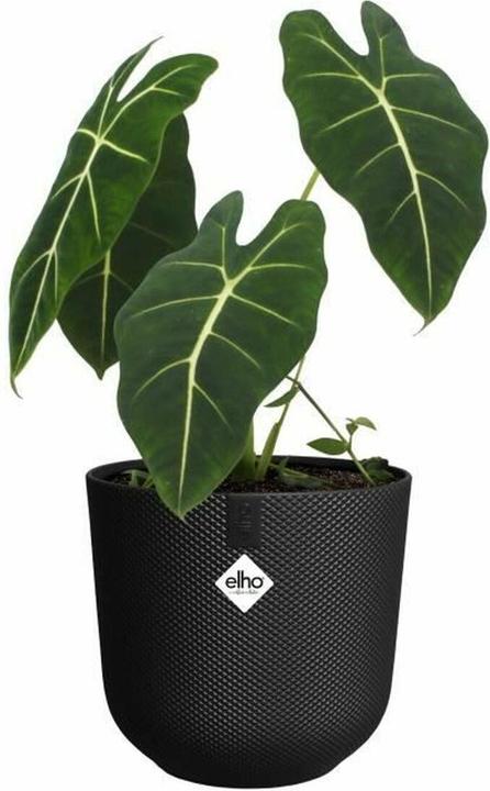 Actual product image Elho Jazz Round (26 x 24.20 cm)