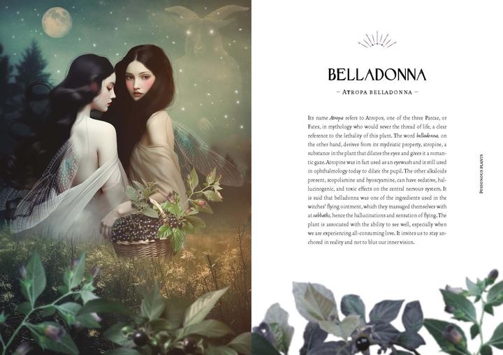 Produktbild Lattari:Kräuterkraft & Hexenmacht (Deutsch, Cecilia Lattari, 2024)