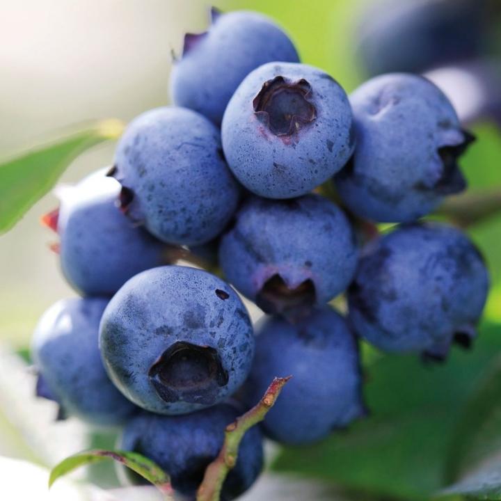 Actual product image FunCakes Blueberry flavor paste (120g) (120 g)