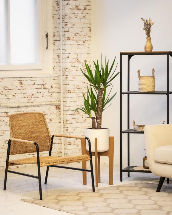 Actual product image feey Grosse Yucca (110 cm, Freshly repotted)