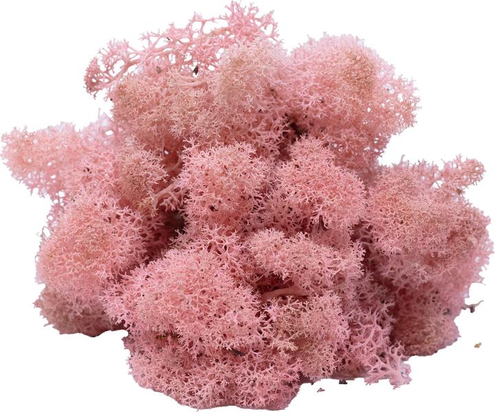 Actual product image Flowerbox Iceland moss