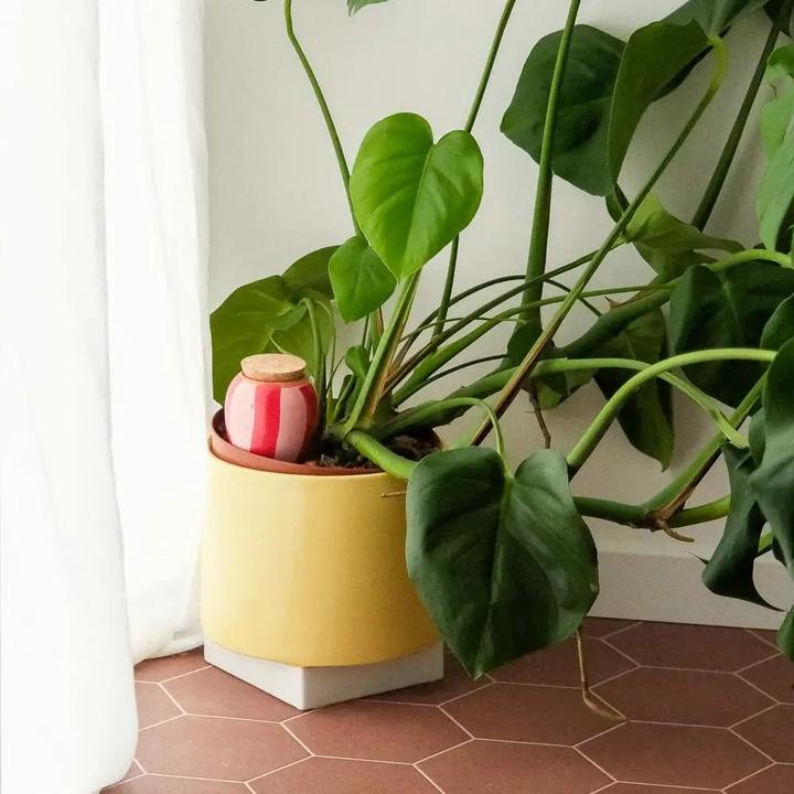 Image du produit Pepin Olla (Cône d'argile)