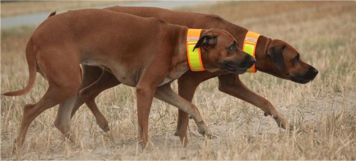 Image du produit Niggeloh Col d'avertissement (XS, Chien, Sport canin)