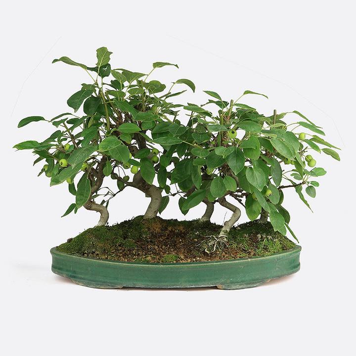 Actual product image Bonsai.ch Malus apple tree (35 cm)