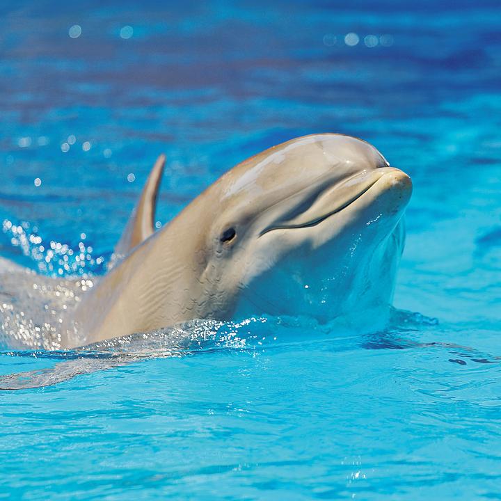 Produktbild Delfine/Dolphins 2026 (30 x 30 cm)