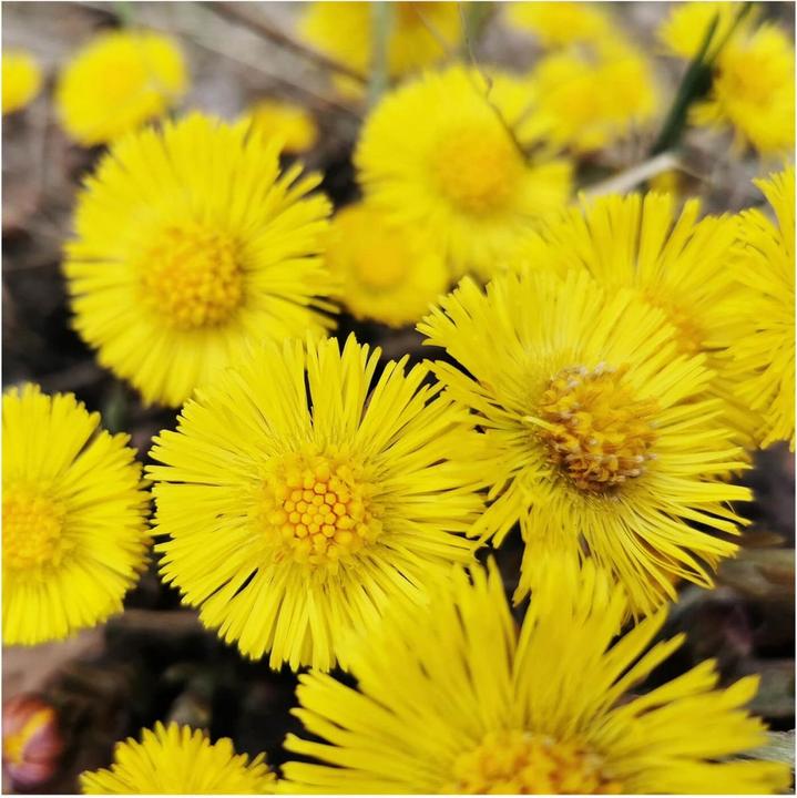 Produktbild Rausch Huflattich Anti Schuppen (Flüssiges Shampoo, 200 ml)