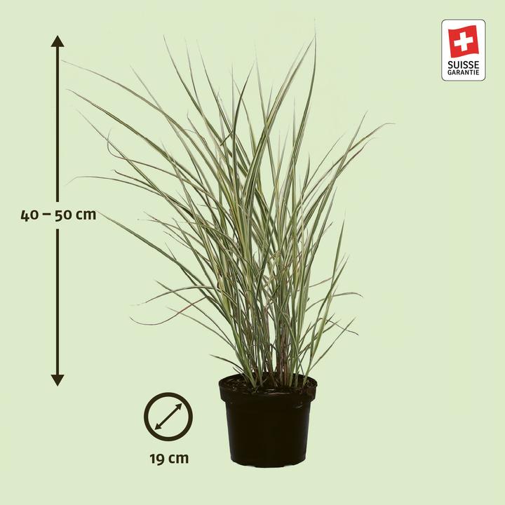 Produktbild Zulauf Chinaschilf / Miscanthus sinensis 'Variegatus' (40 cm)