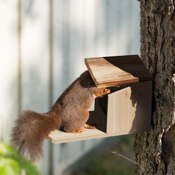 Produktbild Relaxdays Eichhörnchenfutterhaus