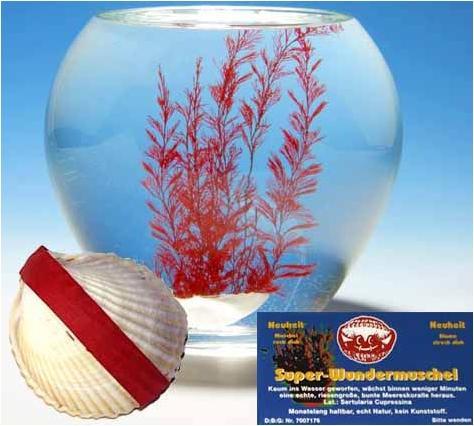 Image du produit Corvus Toys Wundermuschel (Décoration, autres éléments)