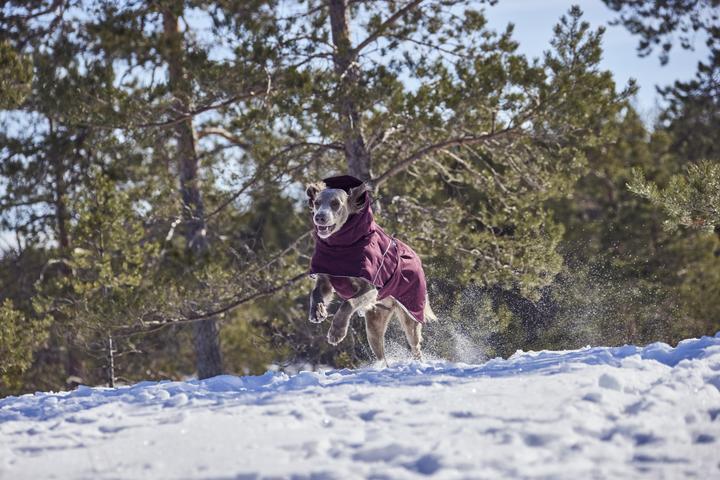 Immagine prodotto Hurtta Extreme Warmer III ECO, melanzana 55 (55, Cappotto per cani)