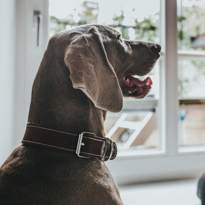 Produktbild Hunter Halsband Aalborg Special (36, 37, 38, 39, 40, 41, 42, 43, 44, Hund, Allgemein)
