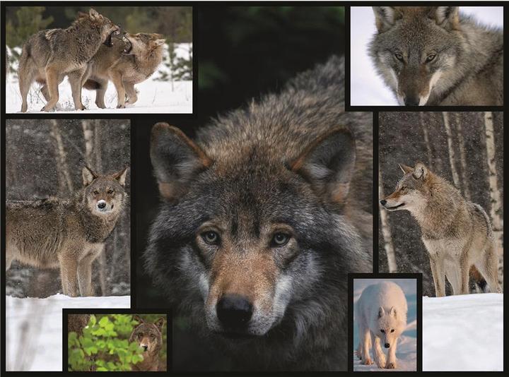 Image du produit WWF 1000-Puzzle Loup (1000 pièces)