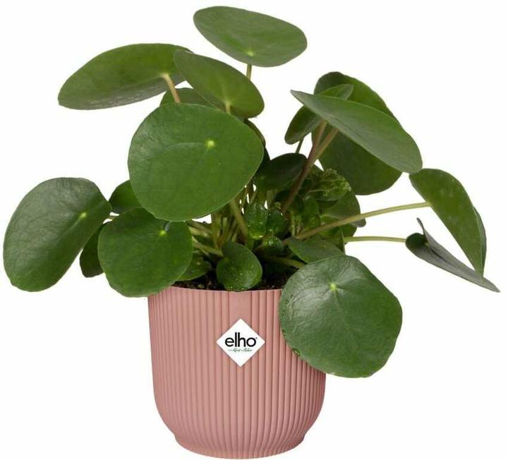 Produktbild Elho Vibes Fold (40 x 36 cm)