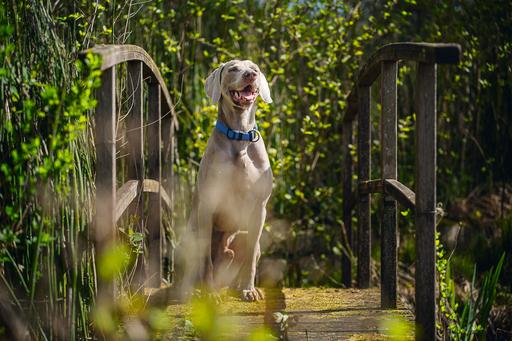 Actual product image Beeztees BZ PREM HALSBD PARINCA BL 45-5 (45, 46, 47, 48, 49, 50, Dog, General)