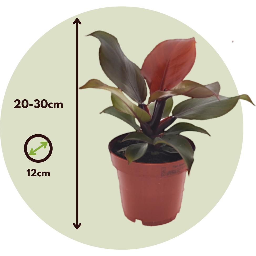 Thumbnail - Plant in a Box, Pflanzen, Philodendron Sun Light - Baumfreund (20 cm)
