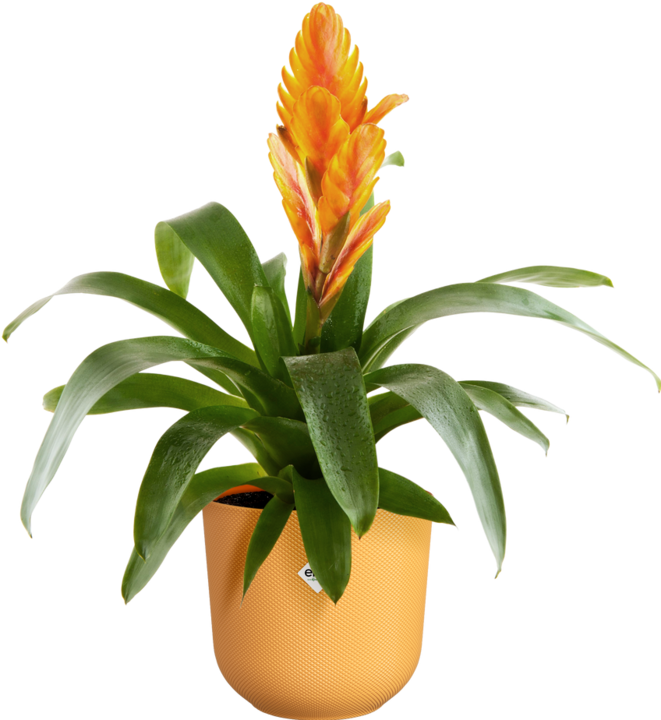 Actual product image Elho Jazz Round (14 cm)