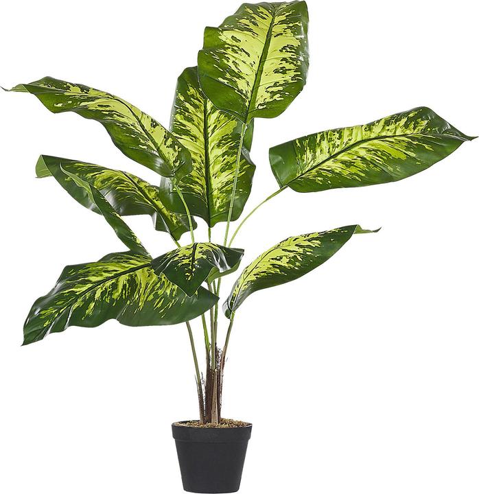 Immagine prodotto Beliani Dieffenbachia (122 cm)