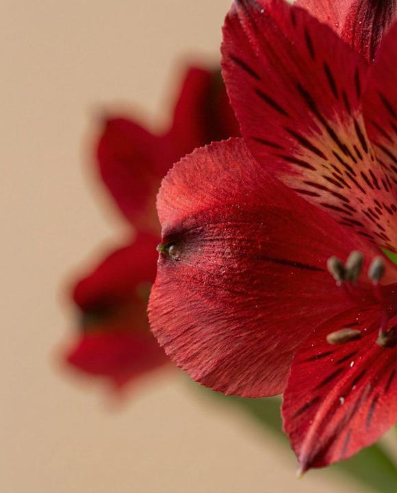 Produktbild feey Alstroemeria rot (10x)