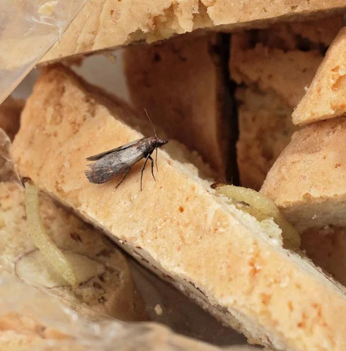 Actual product image Andermatt Biogarten Mottenfalle Combi