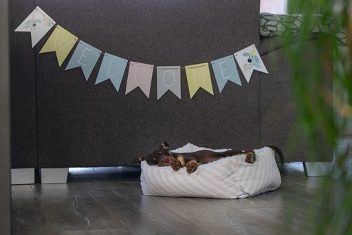 Actual product image Beeztees Paper flag (Puppy Toy)