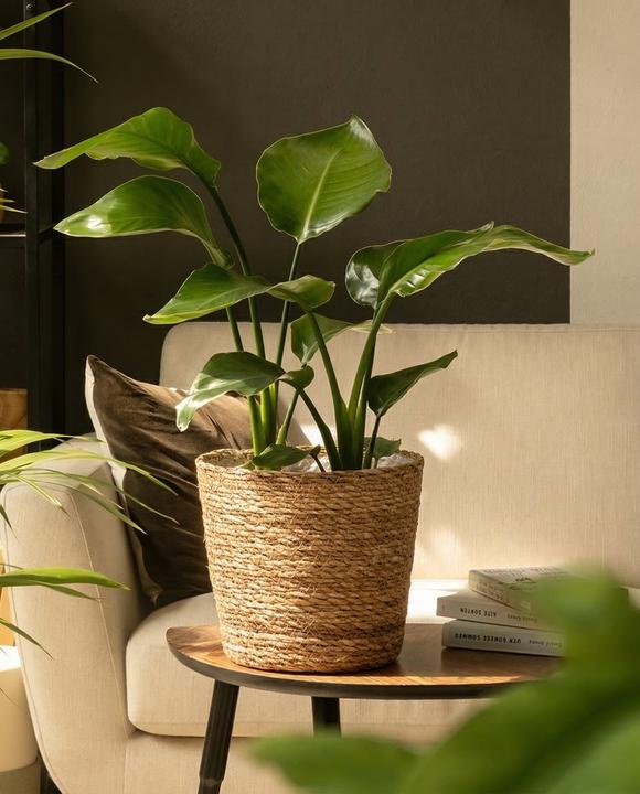 Image du produit feey Kesat (22 x 23 cm)