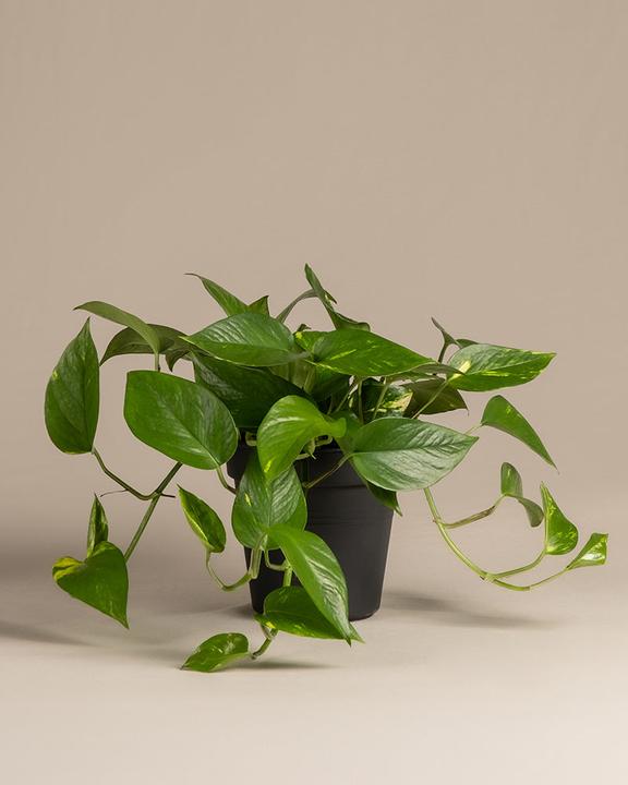 Produktbild feey Grosse Efeutute (45 cm, Frisch umgetopft)