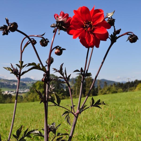 Produktbild Säntispracht Die Dahlie, leuchtender Blickfang für Sommer und Herbst - Dahlia Hybrida (150 cm)