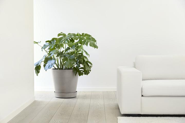 Produktbild Ecopots Saucer on Wheels