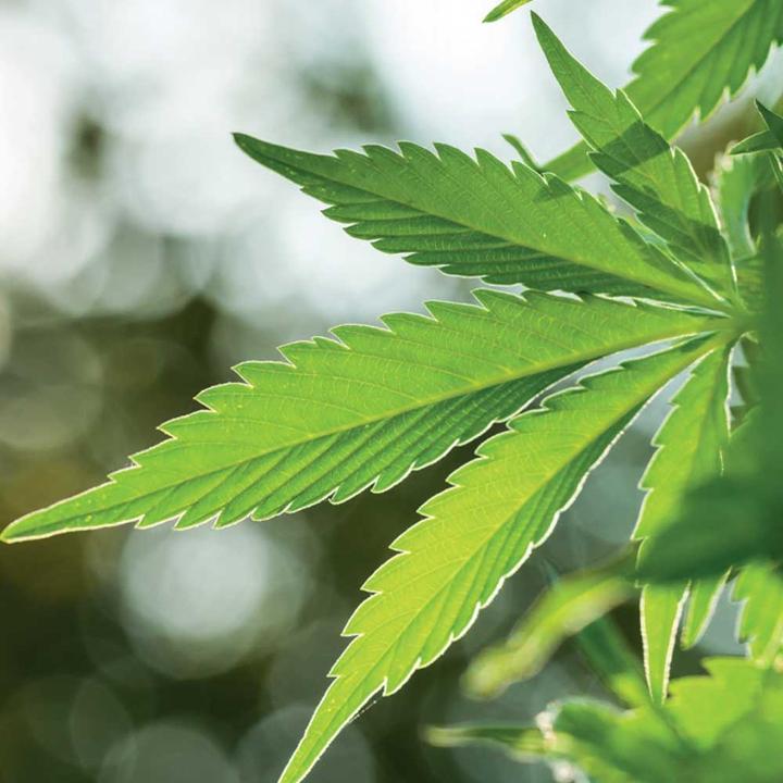 Produktbild Dormino Bettdecke Bio-Hanf, VEGAN, Ganzjahresdecke (160 x 210 cm)