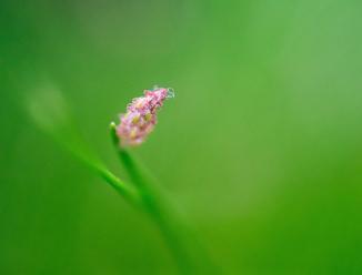 Image du produit Laowa 50mm f/ 2.8 2X Apo MFT (Micro Four Thirds, Micro Four Thirds)