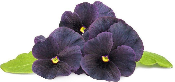 Click and Grow Schwarzes Stiefmütterchen Pflanzenpads (Blumensamen)