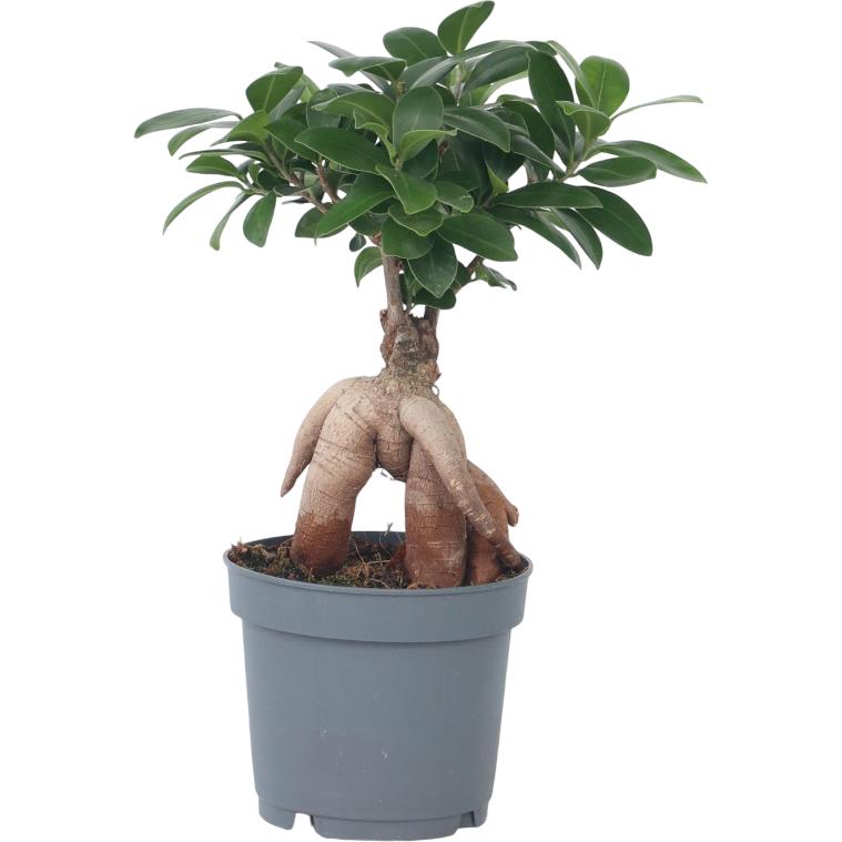 Plant in a Box, Pflanzen, Ficus microcarpa Ginseng - Bonsai (40 cm)