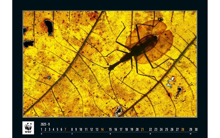 Produktbild WWF Wildlife 2025