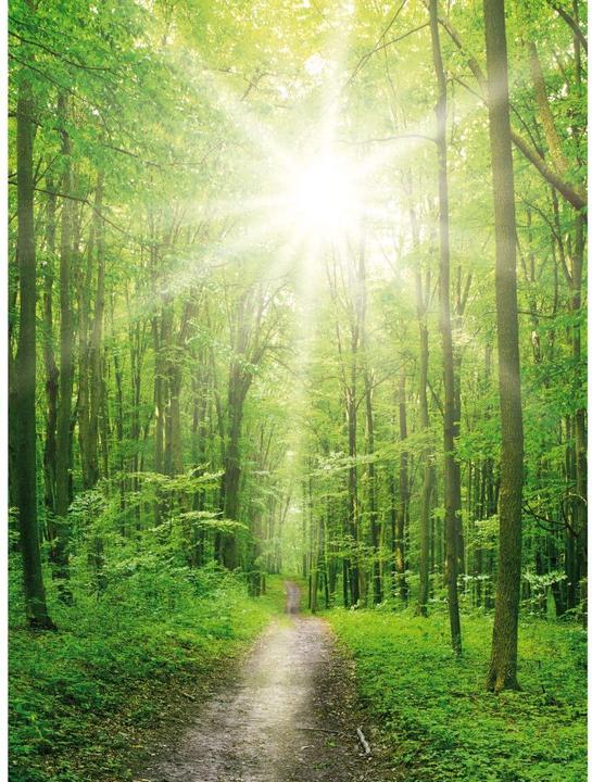 Produktbild Trenddeko Sunny Forest (384 x 260 cm)