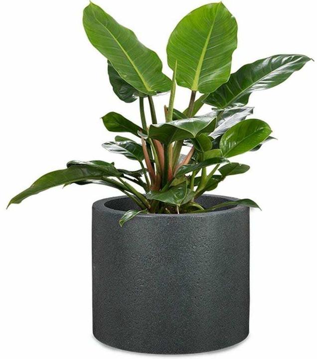 Produktbild Scheurich Panzano (48 x 41 cm)