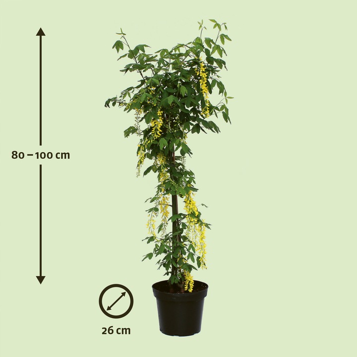 Produktbild Zulauf Goldregen / Laburnum water.(x) 'Vossii' (100 cm)