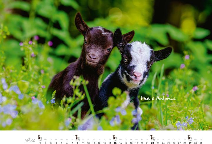 Produktbild Kalender Zwergziegen 2026 (Spezial)