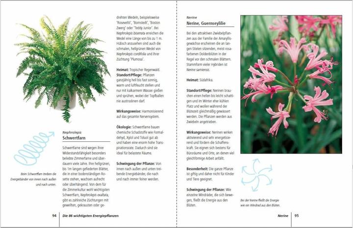 Produktbild Positive Energie mit Zimmerpflanzen - 86 Energiepflanzen für mehr Kraft, Harmonie und innere Ru (Deutsch, Eva Katharina Hoffmann, 2019)